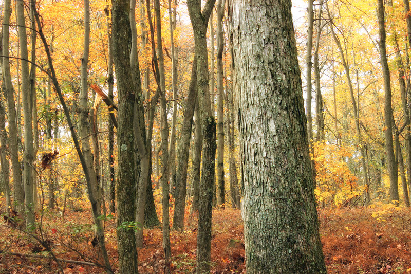 The view from Top Mountain Trail (19).