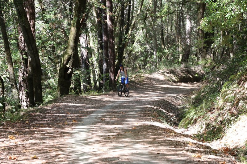 About 1 mile into the trail. Just got off the paved road and now this is the fire-road. Harder singletrack running parallel.