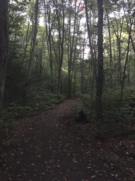 This is pretty typical of the character of this trail. Wide path through the trees. Always a pleasant ride.