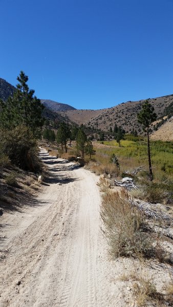 Looking back up the trail after a steep descent. Note the trail in the center of the picture in the distance.