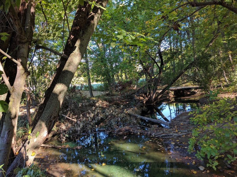 Come down a sharp, yet short downhill over the bridge and onto one of the many wood berms - built by Ray & Co.