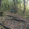 A very rooty and sometimes rocky trail along the lake.