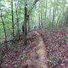 This narrow singletrack was cut in by a mule team.