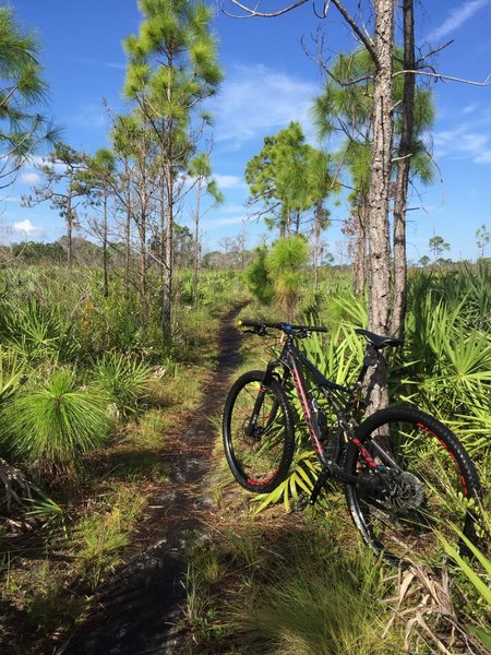 This section of the trail system was very wet & palmetto roots were in abundance.