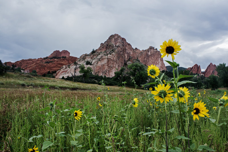 Sunflowers.