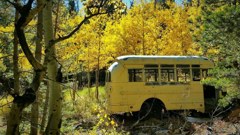 The school bus in fall!