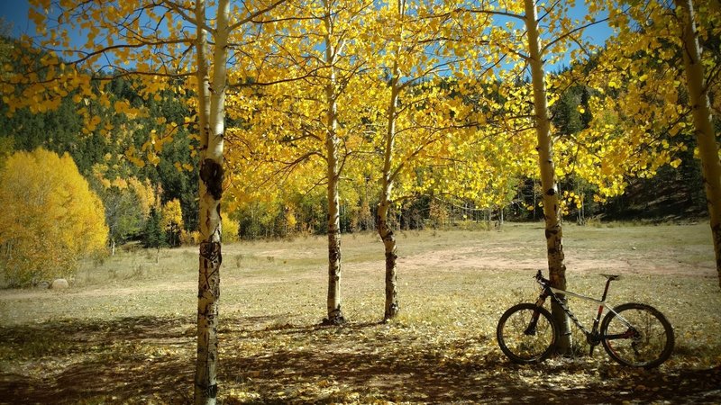 Autumn gold on the aspens catch the afternoon sunlight over a quiet meadow along FS 376.