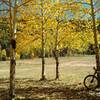 Autumn gold on the aspens catch the afternoon sunlight over a quiet meadow along FS 376.