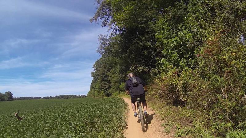 Deer poked her head out from the field as we were riding by.