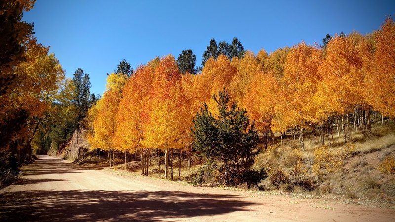 Autumn aspens blaze in the afternoon sunlight along Gold Camp Road.