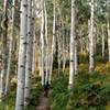 Through the aspens.