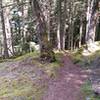 Lush trail side vegatation along the sides of Mt Constitution.