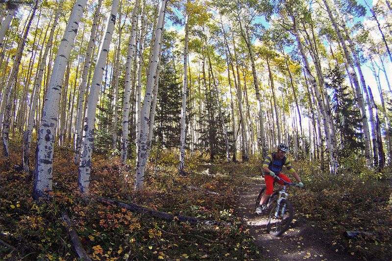 Colorado Trail aspen in all their glory.