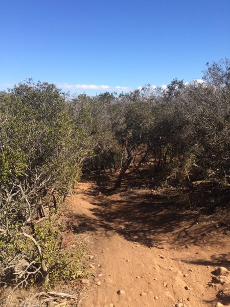 Singletrack through the underbrush.