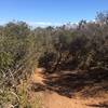 Singletrack through the underbrush.