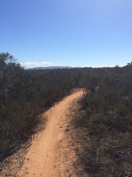 Smoother section of singletrack.