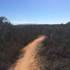 Smoother section of singletrack.