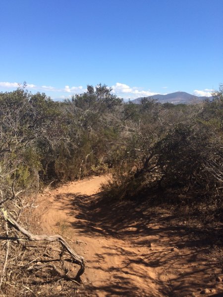 Singletrack at Del Mar Mesa Preserve.