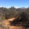 Singletrack at Del Mar Mesa Preserve.