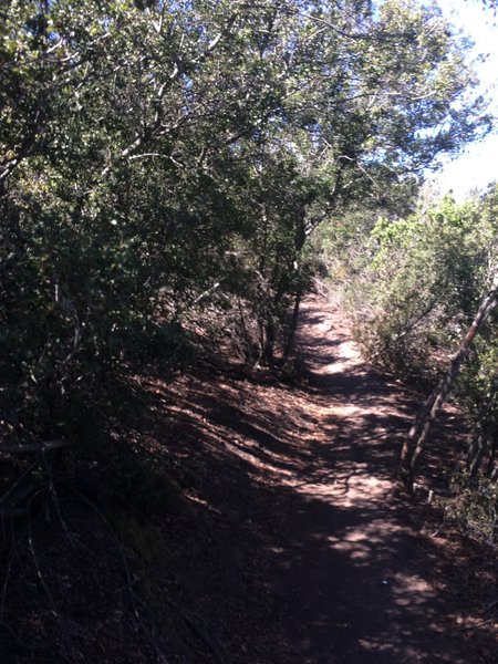 Some shaded singletrack.