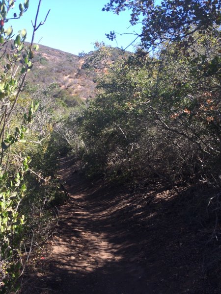 Shaded singletrack section.