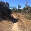 Singletrack along the Del Mar Mesa and Penasquitos Canyon Connector.