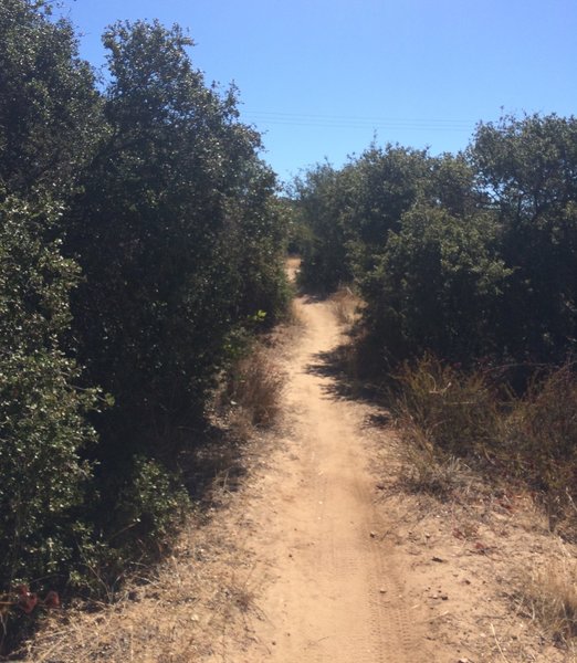 Singletrack through the trees.