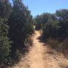 Singletrack through the trees.