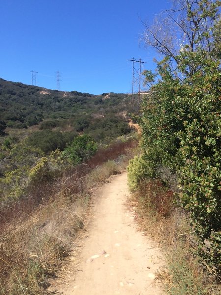 The trail connects to the bottom of Cobbles Trail.