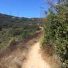 The trail connects to the bottom of Cobbles Trail.