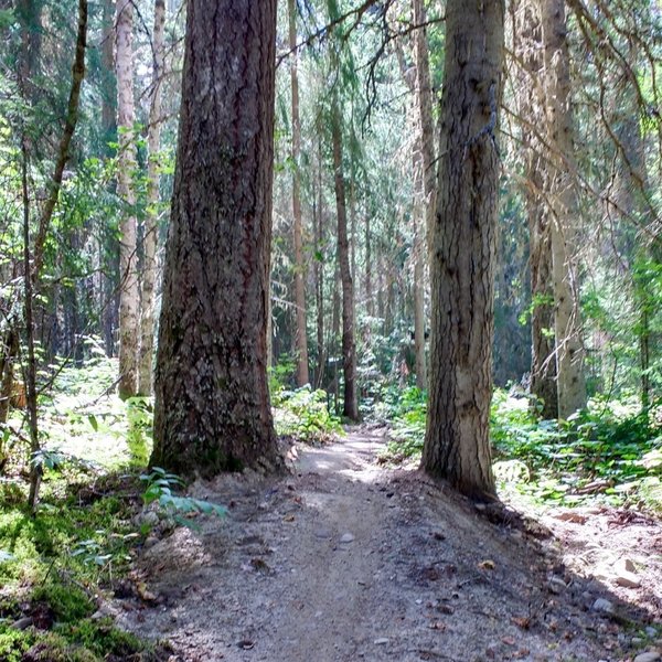 Flowy section of trail.