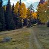 Aspen bowers shelter the trails in Mueller State Park.