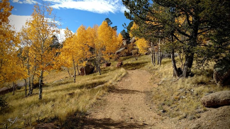 Autumn aspens glow in the October sun along the Homestead Trail.