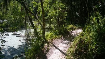 Bend right after Magic Island's exit bridge. Gator feature on the left.