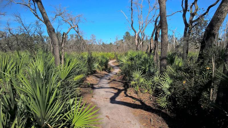 Sand Pine has some nice easy riding to take a break form the harder trails.