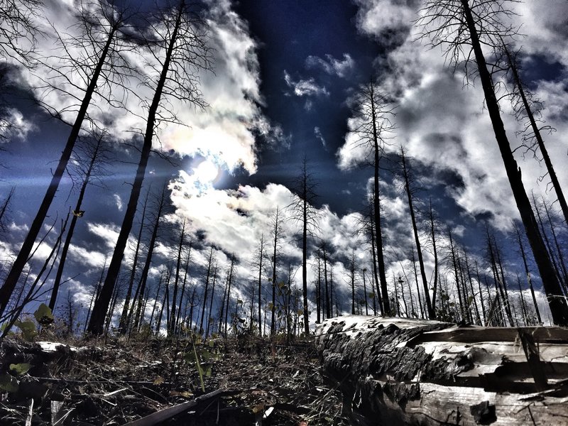 Burn scar from Waldo Canyon Fire four years later.