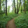 Lots of green along the Elderberry Trail.