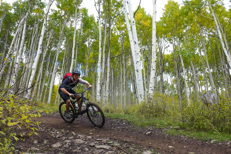 This downhill ride starts with a massive aspen grove.