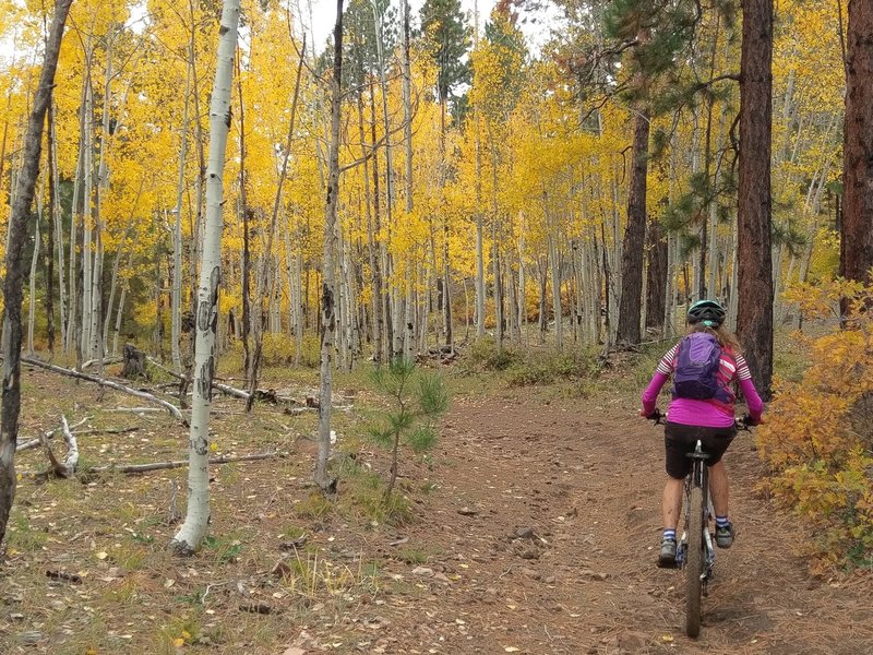 Entering a little aspen grove on Bulldog Trail.