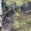 Rolling through the aspens on Re-Root.