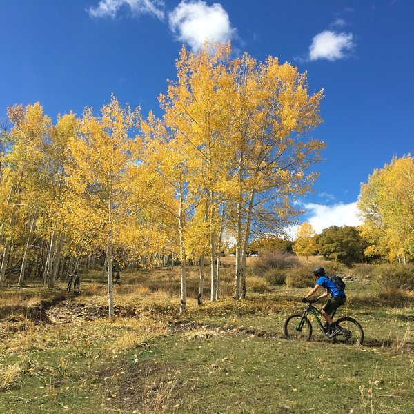 Great aspens mid-way up Robertson Pasture Trail.