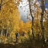 Great aspens on Robertson Pasture Trail.