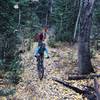 The magic carpet of aspen leaves.