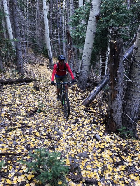 Aspen leaves in the late fall.