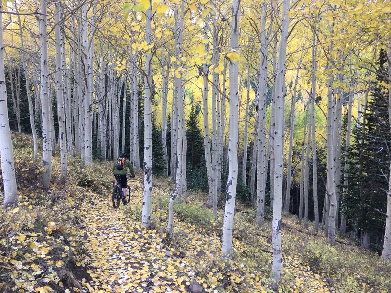 Cruising the aspens of Spring Creek.