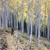 Cruising the aspens of Spring Creek.