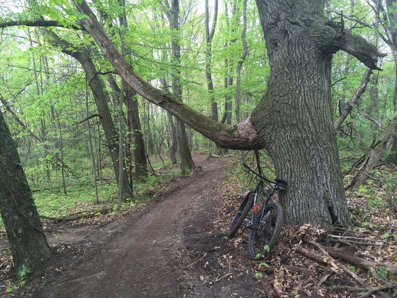 Brand new constructed trail section running through an oak stand.