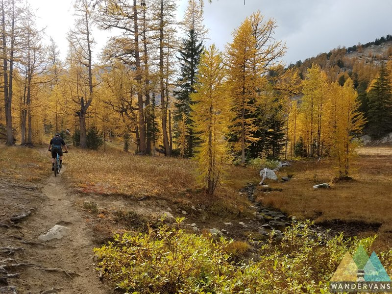 Exploding with fall yellows.