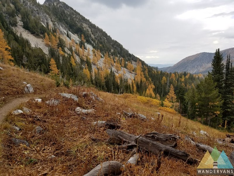 Western Larch in full glory.