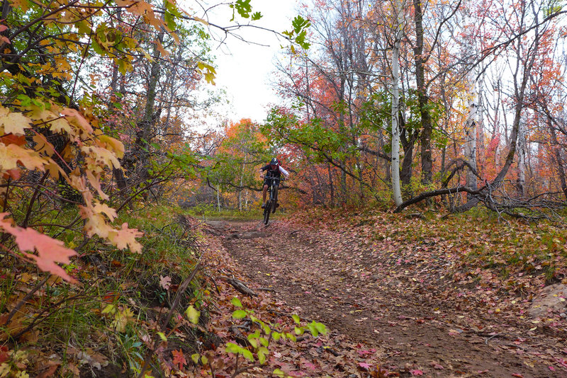 Getting rad in the fall forest.